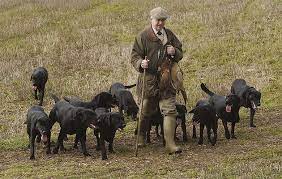 Be Pack Leader In Your Own Home - The Field