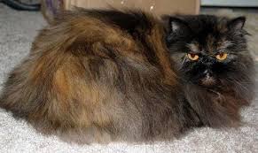 Himalayan and persian kittens playing with ball. Animals Persian Cat