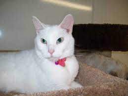 Penny Blind And Deaf Cat At Blind Cat Rescue Cat Adoption Cat Rescue Cats