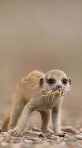 Meerkat Pup Eating Scorpion Namibia Paul Souders Worldfoto Animals Wild Meerkat Animals Beautiful