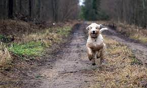 Sudden Paralysis May Be Spinal Stroke Veterinary Medicine At Illinois