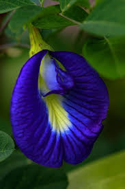 I find it unfortunate that some people blame the vigorous nature of this beautiful flower instead of their own lack of planning in choosing where to grow it for their extreme dissatisfaction. Blue Pea By Ramabhadran Thirupattur Strange Flowers Rare Flowers Beautiful Flowers