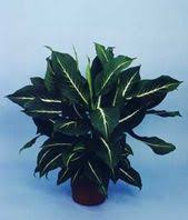 Dieffenbachia Care How To Grow The Dumb Cane Plant Plants Dieffenbachia Houseplant Plant Care