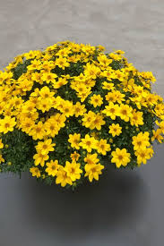 Image result for Bidens grantii