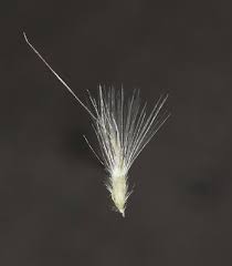 Image result for Rytidosperma davyi