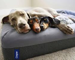 Enter To Win A Large Casper Dog Bed In Gray 225 Value Dog Mattresses Dogs Dog Bed