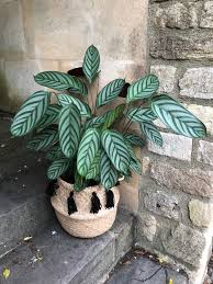 Image result for Calathea