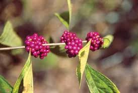 Our plant pictures show the flower, the seeds, the stem, and the leaves. Bird Advocates Hail Nc Native Plants Law Coastal Review