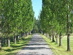 Our subdivision in thirty years old. Beautiful Tree Lined Drive Tree Lined Driveway Driveway Landscaping My Ideal Home