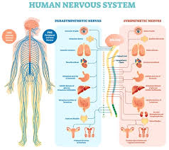 Image result for nervous system structure