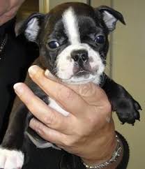 Boston terrier puppies for sale in oregon, washington, idaho. Boston Terrier Puppies Forsale Oregon