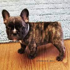 Pascal The French Bulldog Bulldog Cute French Bulldog French Bulldog Puppies