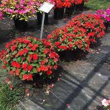 Image result for Impatiens rubromaculata