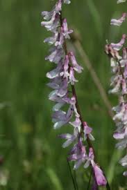 Image result for Vicia paucifolia