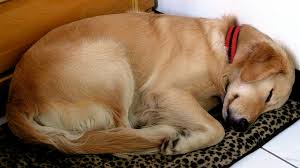 More images for dog sleeping positions » What Does Your Dog S Sleeping Position Say About Them