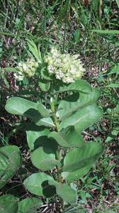 Image result for Asclepias randii