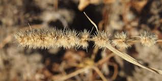 Image result for Elytrophorus spicatus