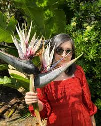 Image result for Strelitzia nicolai