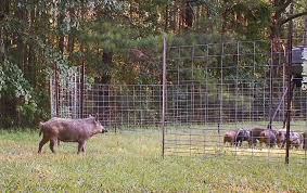 Hog offers a very small target for taking down them but it is very much possible. Hunt Trap Eat Jerry Skeeter Clinton Is A Wild Hog Aficionado Mossy Oak