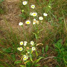 Image result for Oxyanthus strigosus