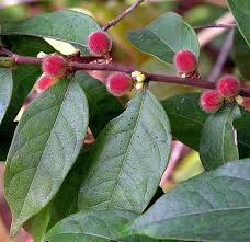 Image result for Chaetocarpus