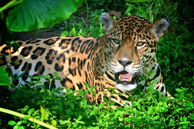 2,086 Amazon Jaguar Stock Photos - Free & Royalty-Free Stock Photos from Dreamstime