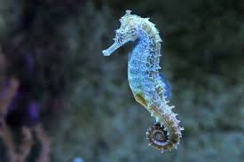 Kedalaman lautan bervariasi dari satu lokasi ke lokasi lain. 9400 Gambar Hewan Yang Ada Di Dalam Laut Gratis Gambar Hewan