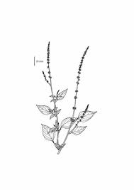 Image result for Celosia trigyna