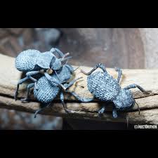 Bed Bug Prevention In Hotels: Industry Tips And Tricks