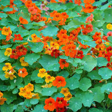 Image result for Nasturtium