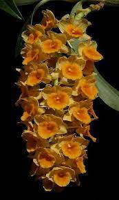 Dendrobium Densiflorum 2008 Beautiful Orchids Orchid Varieties Orchid Flower