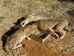 Roomys fietse in pretoria te koop. Vakantietips Voor Pretoria Zuid Afrika Wereldreizigersclub