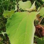 Image result for Triumfetta cordifolia