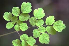 Image result for Casearia battiscombei