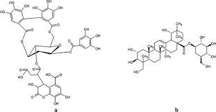 Image result for Terminalia gazensis