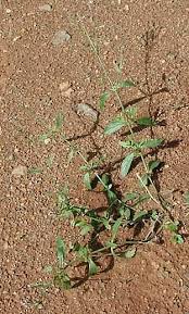 Image result for Verbena litoralis