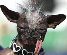 17 Hairless Chihuahua Ideas Hairless Dog Chinese Crested Pets