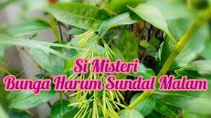 Pontianak harum sundal malam 2 is the sequel to the movie of the same title in 2004. Misteri Bunga Harum Sundal Malam Ladies Of The Night Flower Youtube