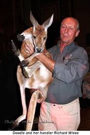 Candid Candace: FRIENDS OF CONSERVATION BALL: WHERE THE WILD THINGS ARE  (WERE!)