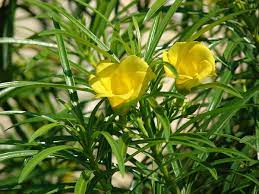 Hindi flowers chart with pictures. Cascabela Thevetia Wikipedia