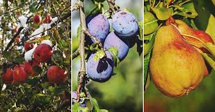 This article specifically discusses what fruit trees grow in zone 8. Find The Right Fruit Tree For Your Growing Zone