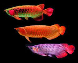 Pakan Untuk Arwana Rahasia Umpan Umpan Ikan Bawal Umpan Ikan Lele Umpan Ikan Nila Ikan Patin Liar Umpan Ikan Gabus Umpan Ikan B Ikan Ikan Air Tawar Air Tawar