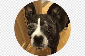 In the late 80s and early 90s. Valley Bulldog Boston Terrier French Bulldog Dog Breed Boston Terrier Mix Carnivoran Pet Png Pngegg