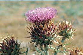 Artichoke Thistle Pest Agriculture And Food