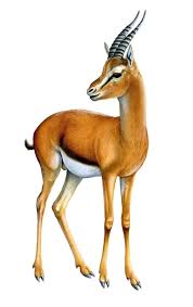 Arabian Gazelle Camels Art Wild Animals Pictures Animal Paintings