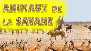 Animaux De La Savane Africaine Et Leurs Cris Youtube Il suffit de les plonger dans l'eau du bain pour les laver ! animaux de la savane africaine et leurs cris