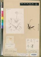 Image result for Angraecopsis parviflora