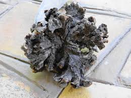 Image result for Tapinanthus oleifolius