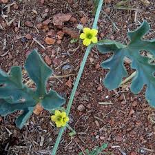 Image result for Cucumis zeyheri