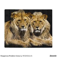 Dangerous Predator Lions Jigsaw Puzzle Zazzle Com In 2020 Lions Predator Cat Theme